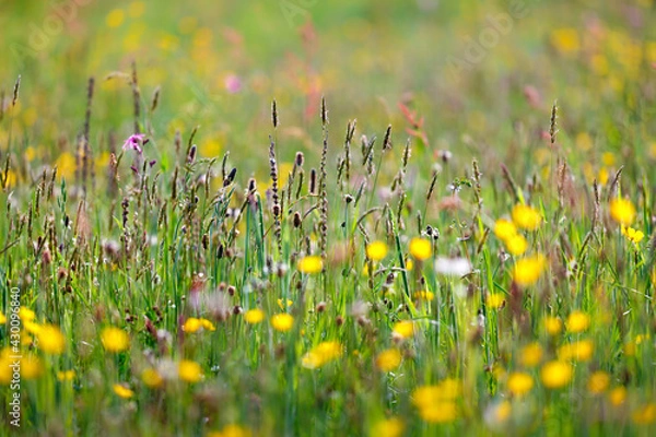 Fototapeta Wild Grass Background