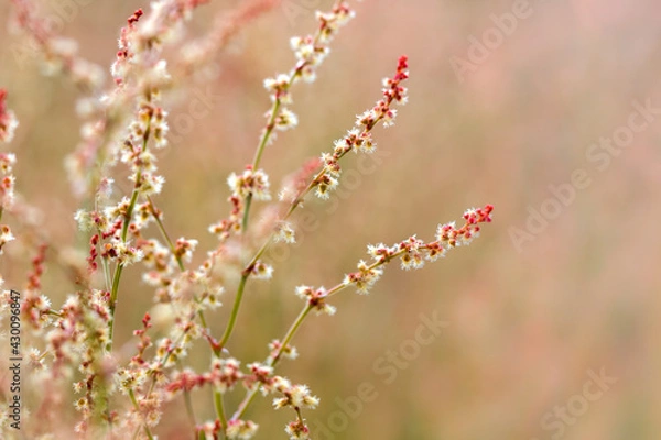 Fototapeta Wild grass with red flowers