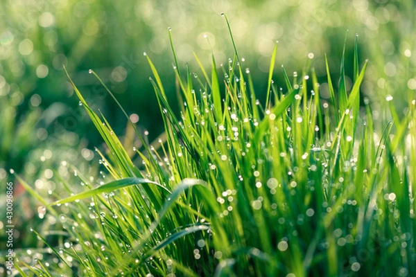 Fototapeta Eco Nature Background with Grass