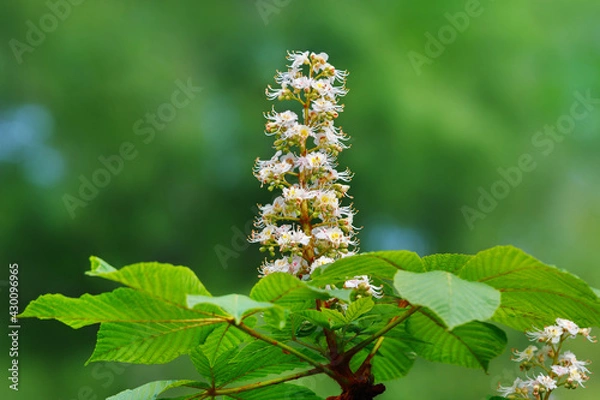 Fototapeta Chestnut flower on blurred background