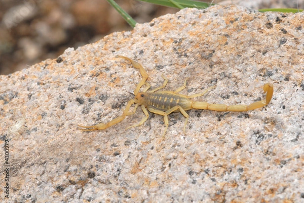 Fototapeta Scorpion