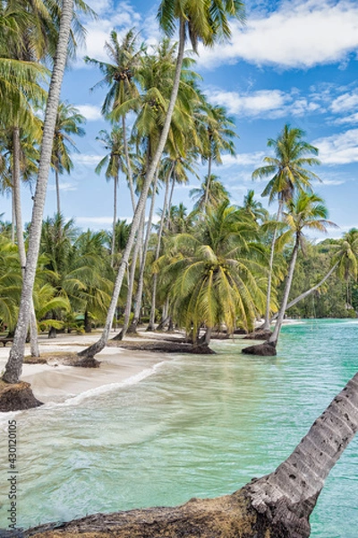 Obraz beach with palm trees and sea