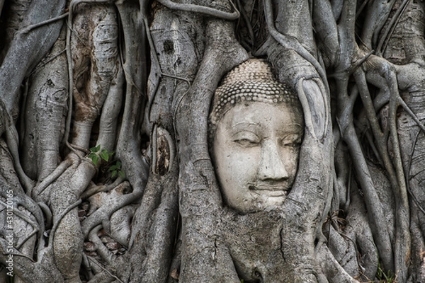 Obraz buddha head in the roots