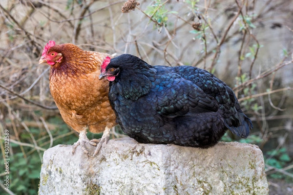 Obraz Complicité animale