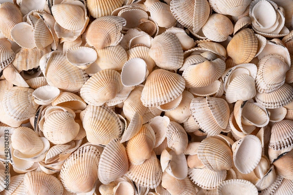 Obraz seashells close up in high resolution for backdrop