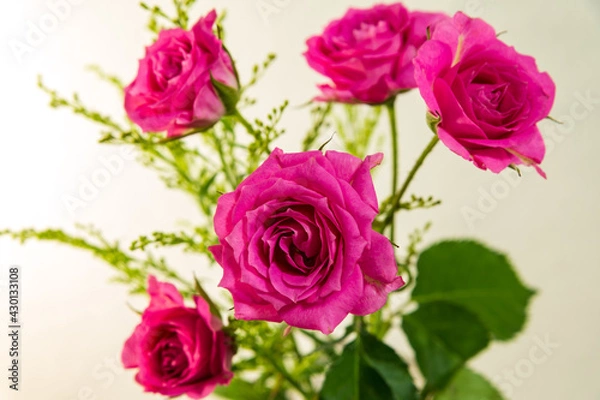 Fototapeta スプレーバラ