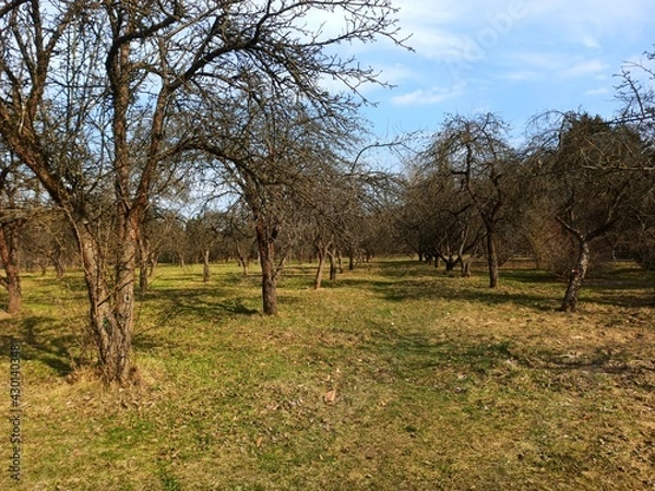 Obraz tree in the field