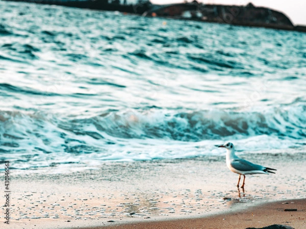 Obraz seagull on the beach