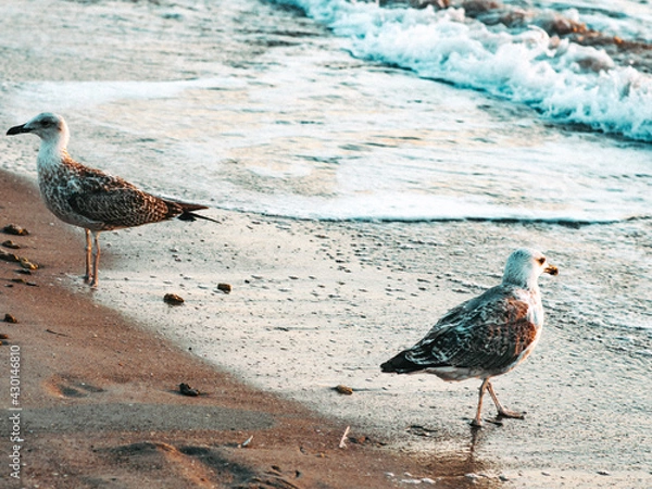 Obraz seagull on the beach