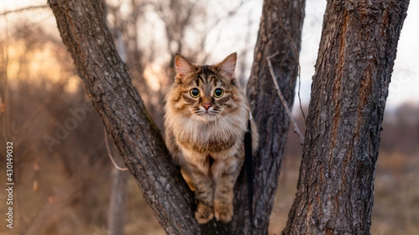 Obraz Siberian cat prepares to jump from a tree in the background of the sunset