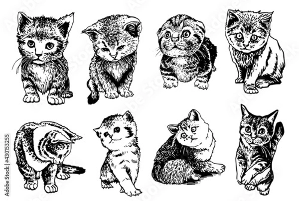 Fototapeta Vector set of cats on white, adorable kittens elements in grapical style