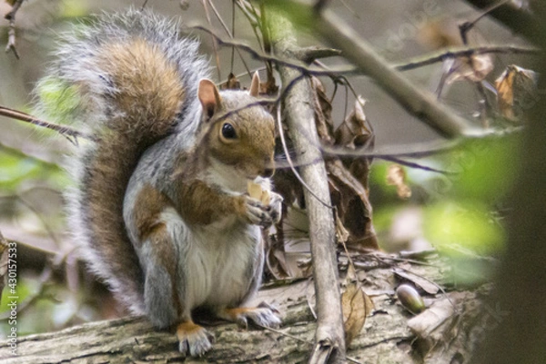 Fototapeta sciurus carolinensis