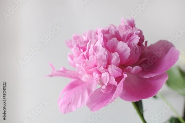 Fototapeta Beautiful pink flourished peony on grey background. Blooming flower gift