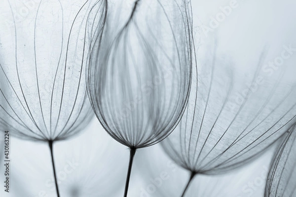 Obraz Abstract dandelion flower background. Seed macro closeup. Soft focus. Vintage style