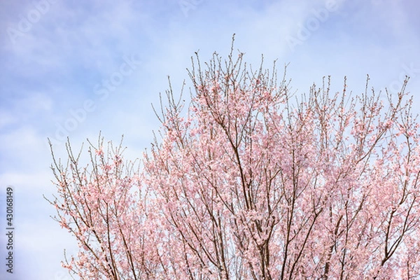 Fototapeta ピンク色の花びらが綺麗な桜の花