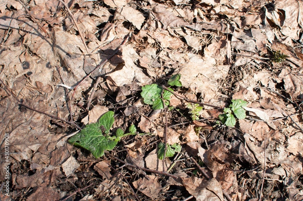 Fototapeta In early spring, the first green leaves of the plant are among the old leaves on the ground.