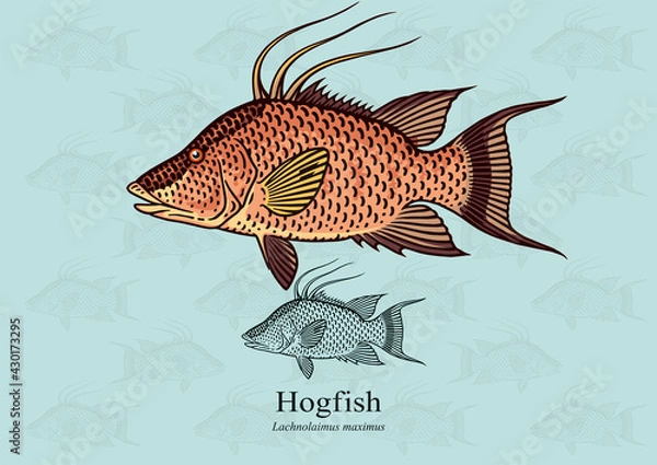 Fototapeta Hogfish. Vector illustration with refined details and optimized stroke that allows the image to be used in small sizes (in packaging design, decoration, educational graphics, etc.)
