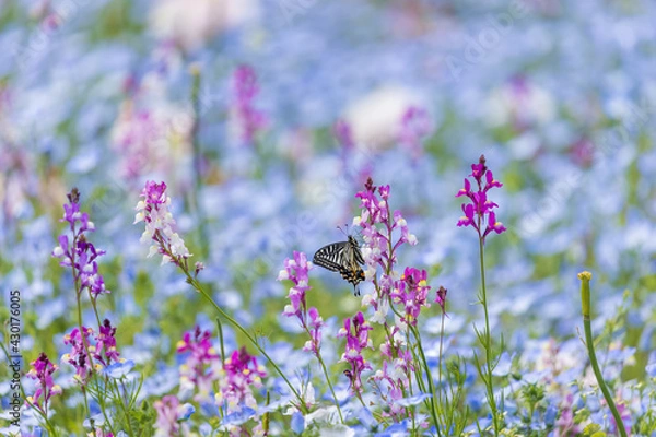 Obraz 愛知県江南市　フラワーパーク江南　花畑とアゲハ蝶3