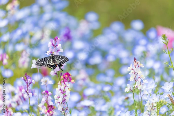 Obraz 愛知県江南市　フラワーパーク江南　花畑とアゲハ蝶7