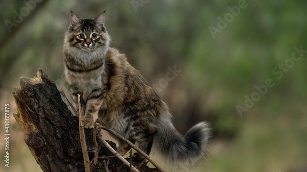 Fototapeta Graceful Siberian cat stands on a tree stump in the forest ears pricked up