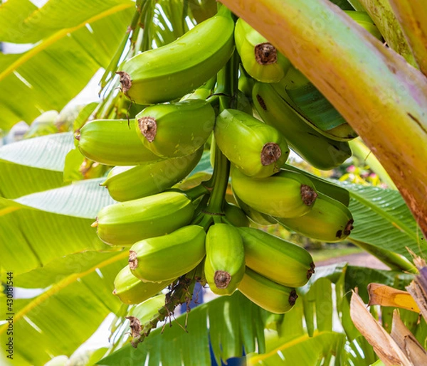 Obraz Hawaiian Plantain young green on tree in a sunny day country view, fresh and raw orchard. Platano Hawaianos en el arbor.