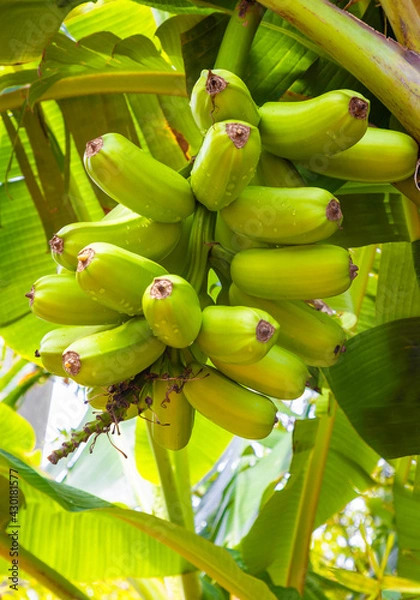 Obraz Hawaiian Plantain young green on tree in a sunny day country view, fresh and raw orchard. Platano Hawaianos en el arbor.