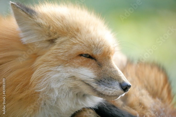 Obraz 遠くを見つめるキツネ