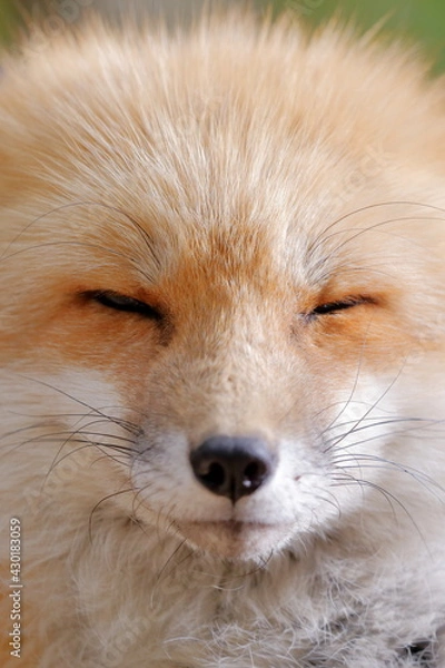 Obraz 正面のキツネ