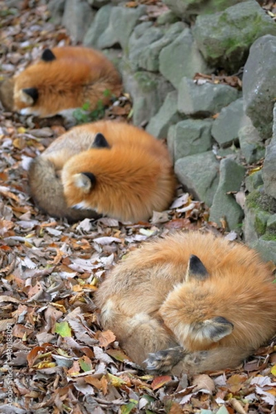 Obraz 仲良く眠るキツネの群れ