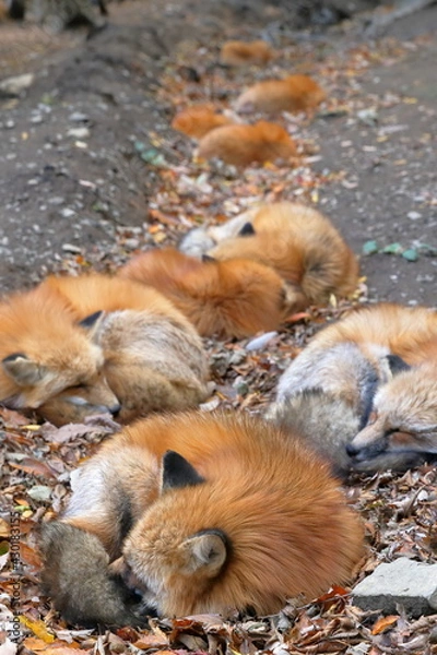 Obraz 仲良く眠るキツネの群れ