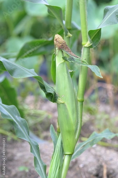 Obraz 畑で育つトウモロコシ