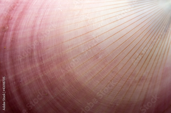 Obraz Abstract Seashell