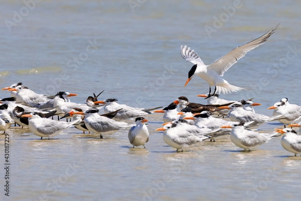 Fototapeta Royal Tern Bird in Flight Joins a Colony of Royal Terns near Marco Island, Florida