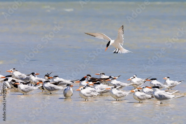 Fototapeta Royal Tern Bird in Flight Joins a Colony of Royal Terns near Marco Island, Florida