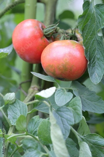 Obraz 真夏の代表的な野菜