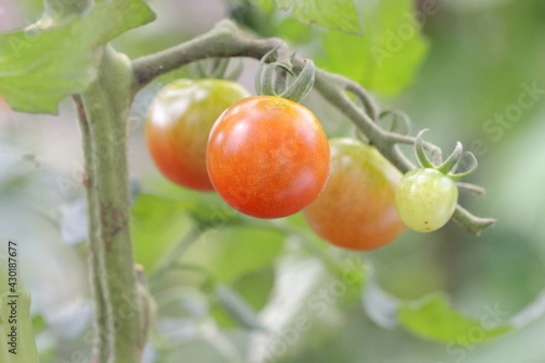 Obraz たわわに実るミニトマト