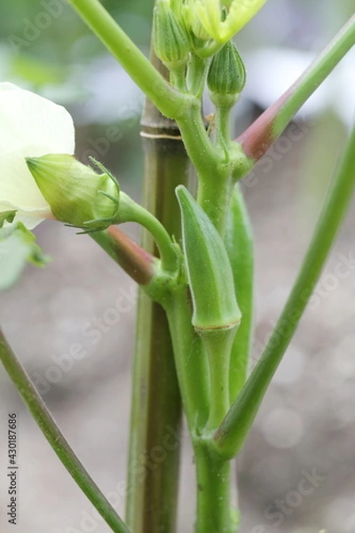 Obraz 畑で育つオクラ