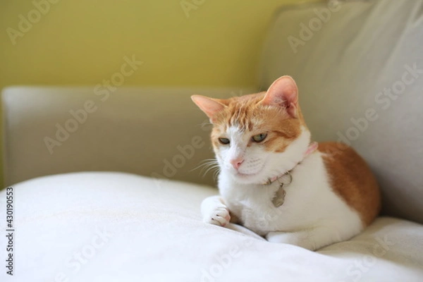 Obraz ginger cat with funny face