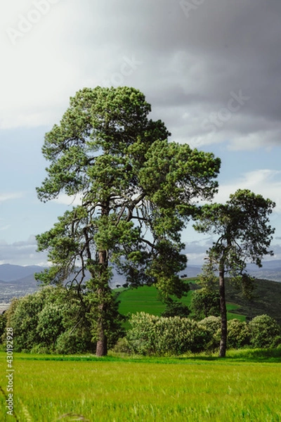Obraz tree in the field
