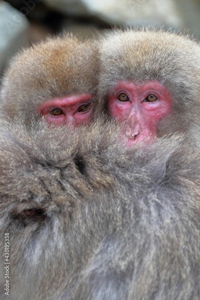 Obraz 仲がいいお猿さん
