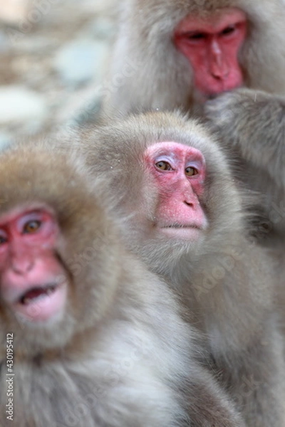 Obraz 仲がいいお猿さん