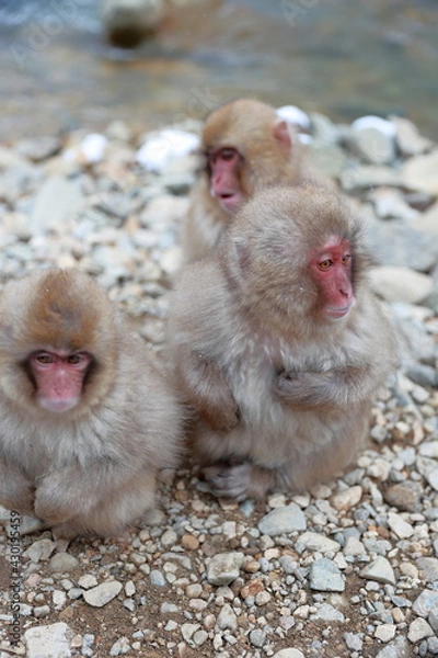 Obraz 仲がいいお猿さん