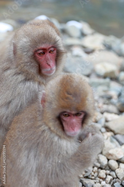 Obraz 仲がいいお猿さん