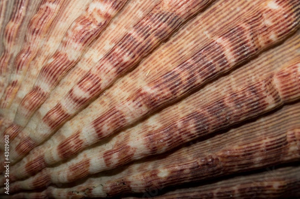 Obraz Abstract Seashell