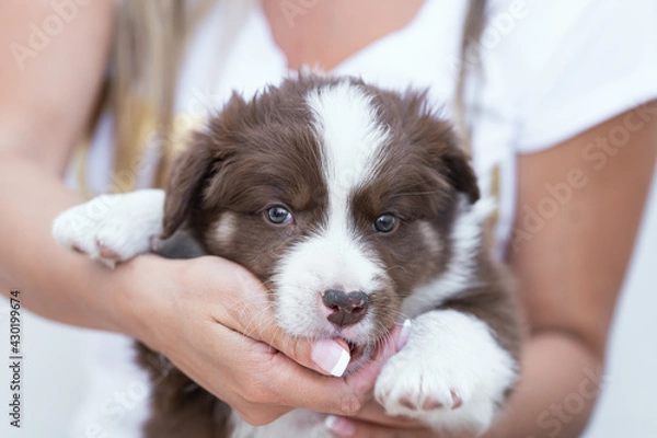 Fototapeta Beautiful border collie puppy playing