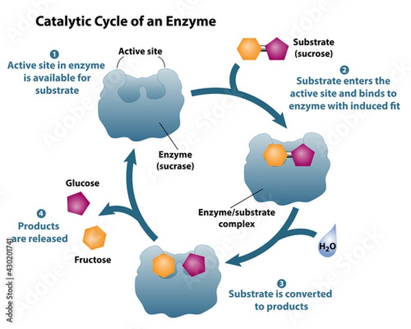 Obraz Catalytic cycle of an enzyme. Active site is available. Substrate reactants enter active site of enzyme. Chemical reaction creates products.