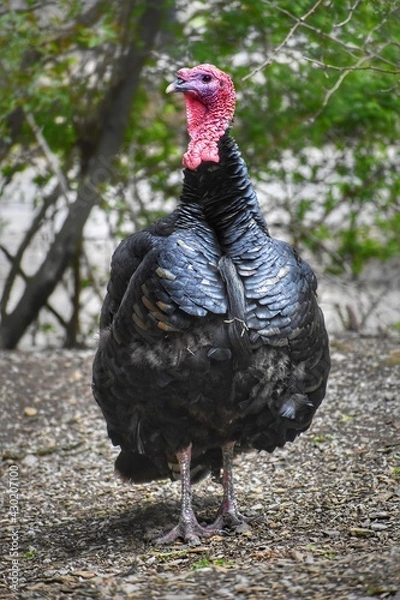 Obraz free range chicken