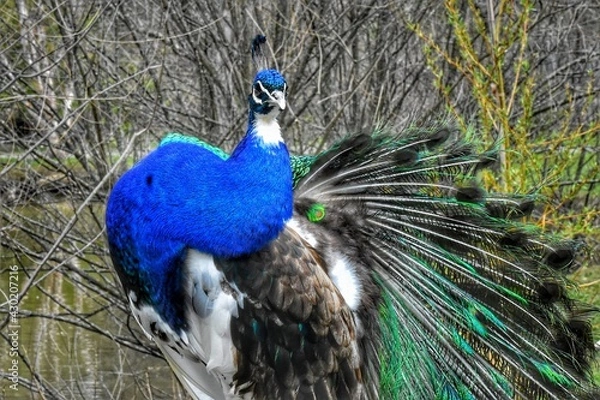 Obraz peacock with feathers