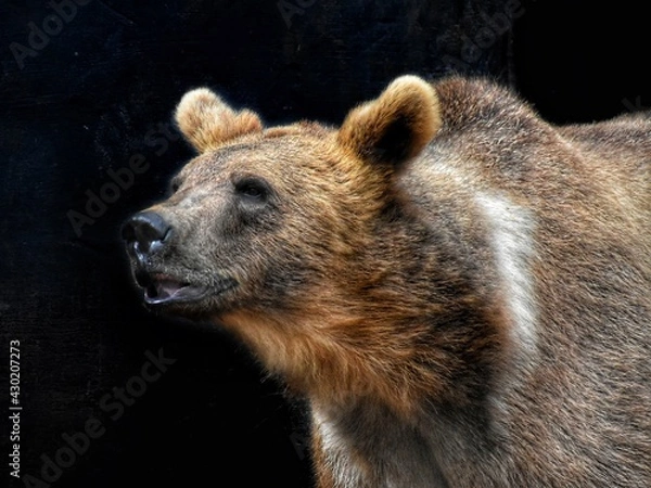 Obraz brown bear