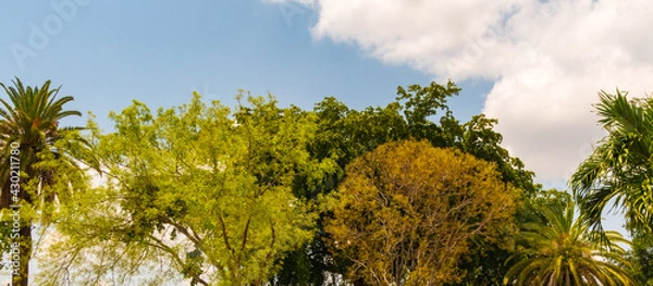 Fototapeta View Of Trees In A Spring Season In Florida